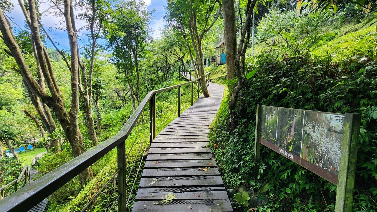 青楓步道9